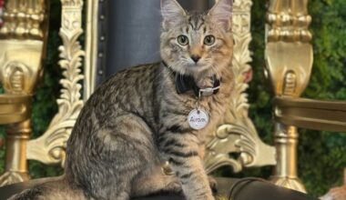 An image of one of the cats.