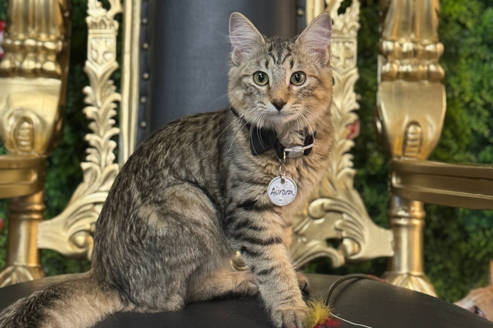 An image of one of the cats.