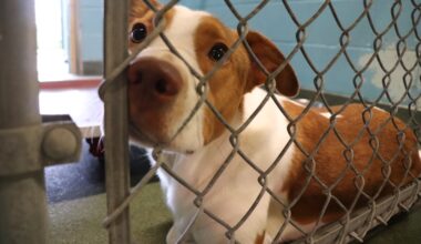 A white and brown dog stares through the fence of a holding room at the an Marcos Regional Animal Shelter.