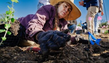 An image of someone planting a tree.