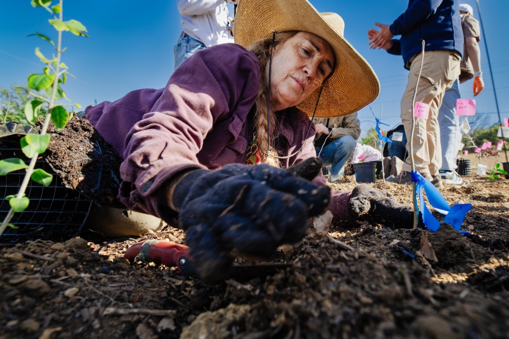 An image of someone planting a tree.
