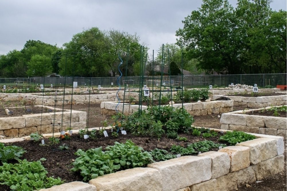 Gardeners can choose from two sizes of raised or in-ground beds. (Courtesy city of Georgetown)