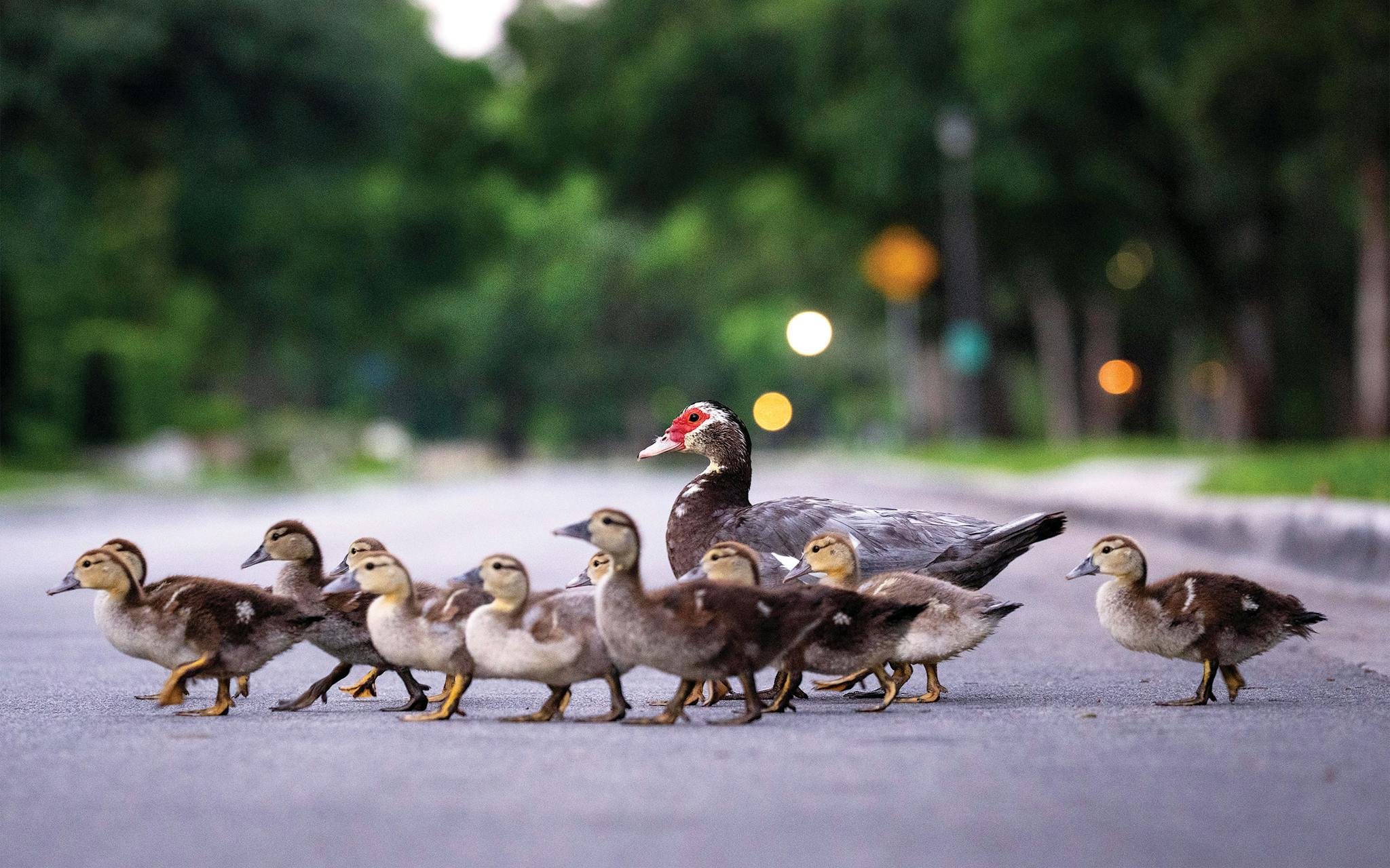 May 31 6:18 A.M. Muscovy ducks crossing Lakeside Drive, in Highland Park.