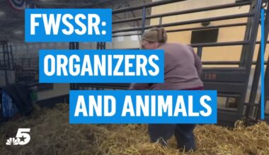 How Fort Worth Stock Show organizers and animals are preparing – NBC 5 Dallas-Fort Worth
