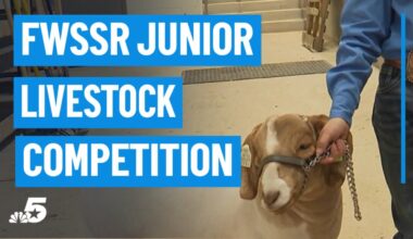 Fort Worth Stock Show and Rodeo junior livestock competition takes center stage – NBC 5 Dallas-Fort Worth