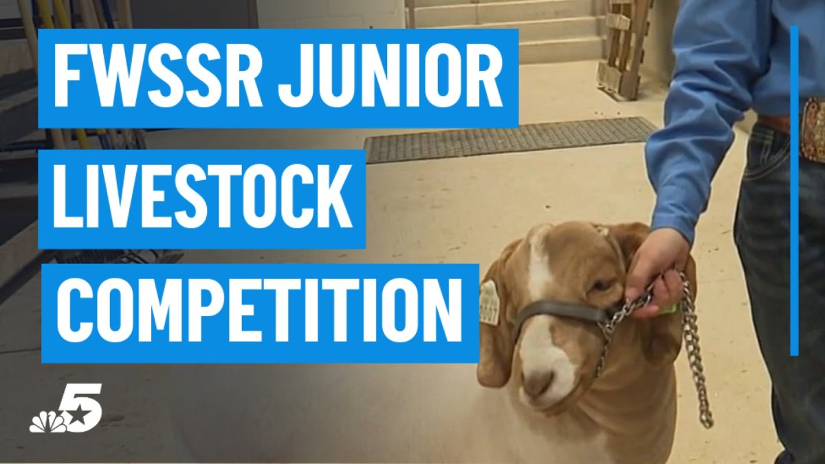 Fort Worth Stock Show and Rodeo junior livestock competition takes center stage – NBC 5 Dallas-Fort Worth