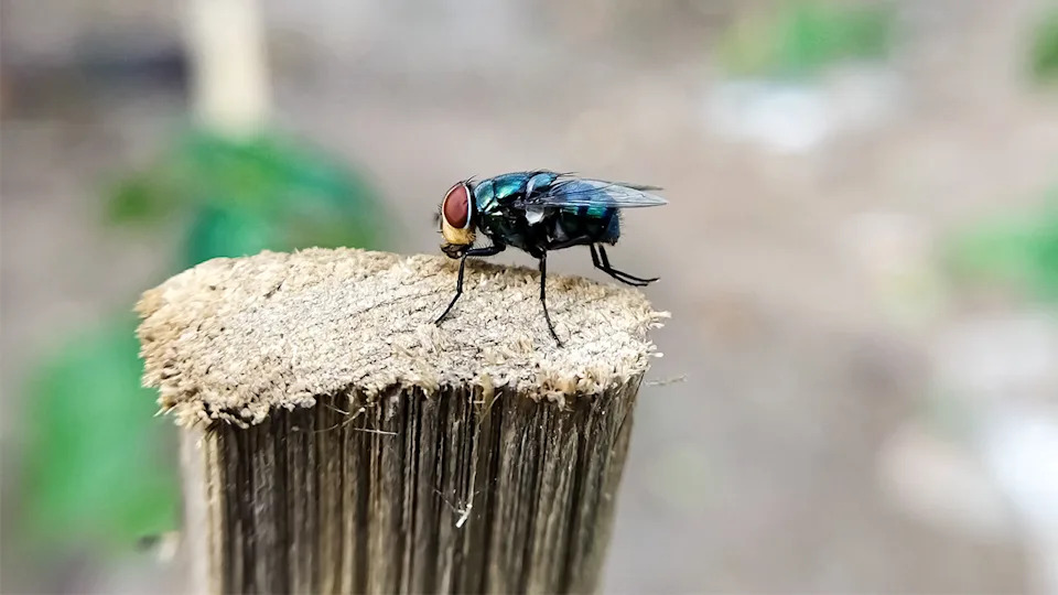 Cochliomyia hominivorax