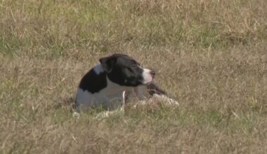 Stray dogs terrorize SE Houston neighborhood