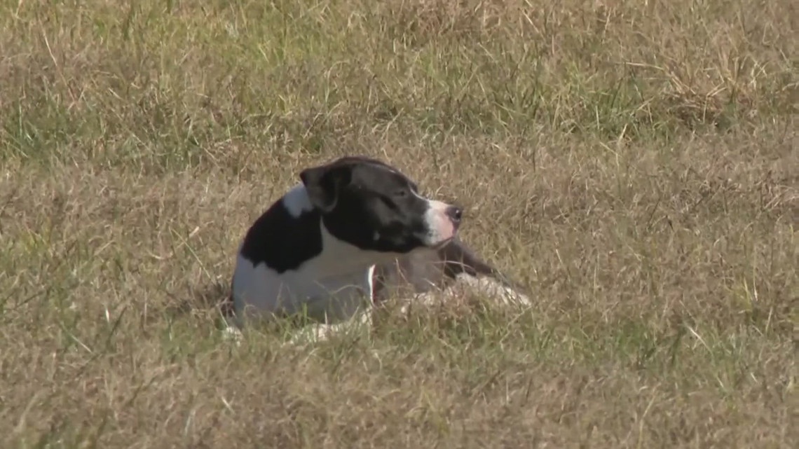 Stray dogs terrorize SE Houston neighborhood