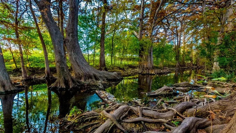 Cibolo Creek in Texas
