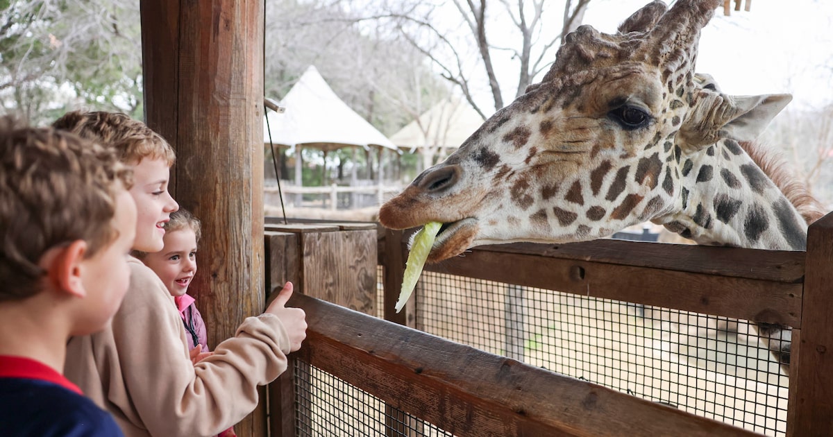 Dallas Zoo is preparing to keep its animals safe during upcoming winter blast. Here’s how