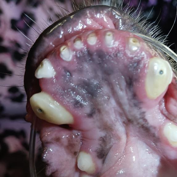 May be an image of tick