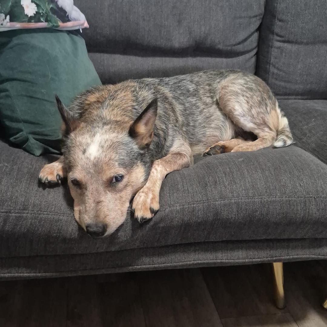 May be an image of dog