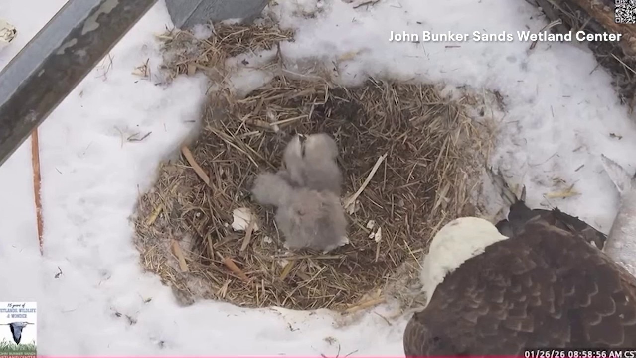 2 baby bald eagles hatch during Texas Winter Storm