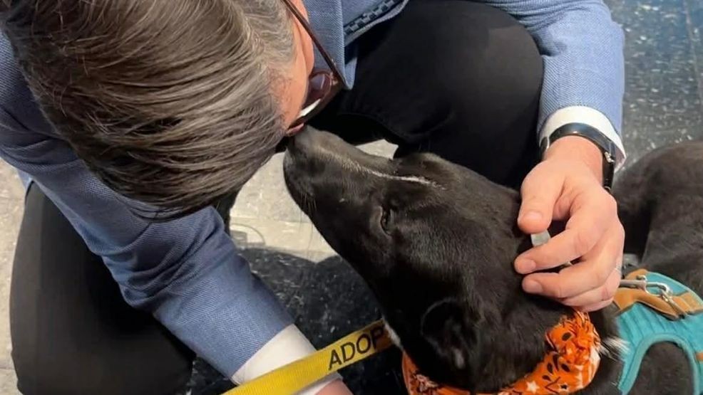 {p}The pup’s calm demeanor and unique markings make him even more special. “He doesn’t really bark much, which is nice. He has this beautiful white streak, and he’s kind of tall in the front legs but has a small body. This also shows why fostering and socializing dogs is so important. If you’re not ready to commit to a dog for life, even fostering for a couple of weeks can make a huge difference — getting him out of the shelter, helping him get used to being touched and handled. It does wonders for the dog, and you’re doing a really good thing,” Sarah explained.{/p}