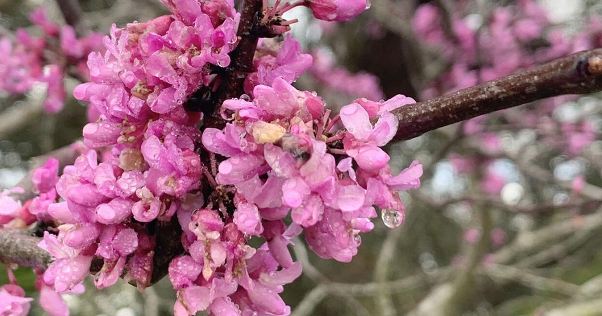 Taking a look at the Eastern Redbud, Texas Mountain Laurel and herb gardens | Beeville Bee-Picayune