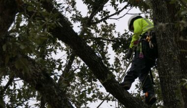 Arbor Day celebration returns to Houston Arboretum with family-friendly activities, crafts and forest exploration | Community