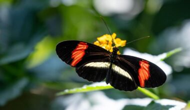Preview: Fort Worth Botanic Garden Unveils Exciting Plans for 2026 | Whats Trending