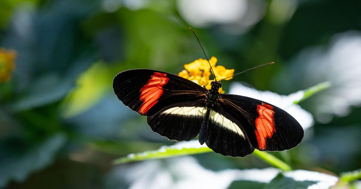 Preview: Fort Worth Botanic Garden Unveils Exciting Plans for 2026 | Whats Trending