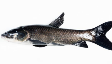 Texas among 27 states in offering $100 bounty for black carp captures | North Texas