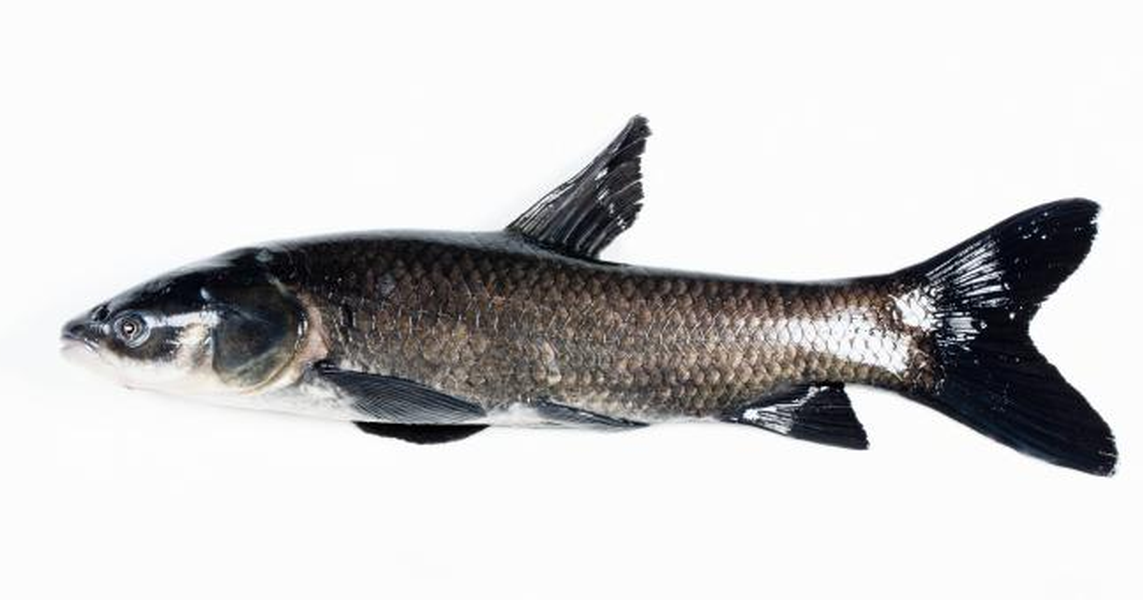Texas among 27 states in offering $100 bounty for black carp captures | North Texas