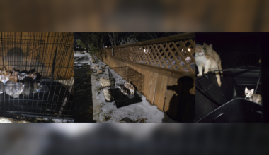 Austin police rescue eight kittens left in freezing conditions | North Texas