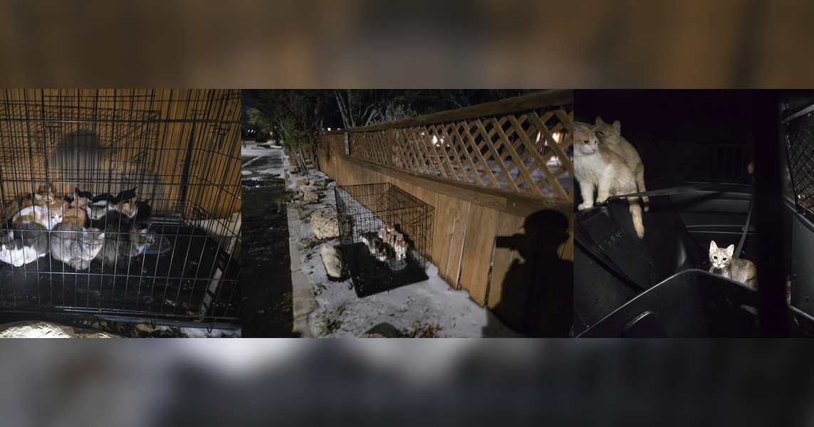 Austin police rescue eight kittens left in freezing conditions | North Texas