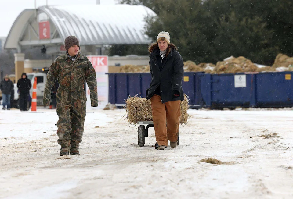 Seguin resident Deanna Roeder, right, and her son, Holden, 12, gather hay for their heifer showing at the Fort Worth Stock Show & Rodeo on Sunday, Jan. 25, 2026, in Fort Worth.
