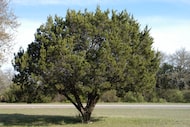 Mountain cedar, aka Ashe juniper, is responsible for the allergy known as “cedar fever.”