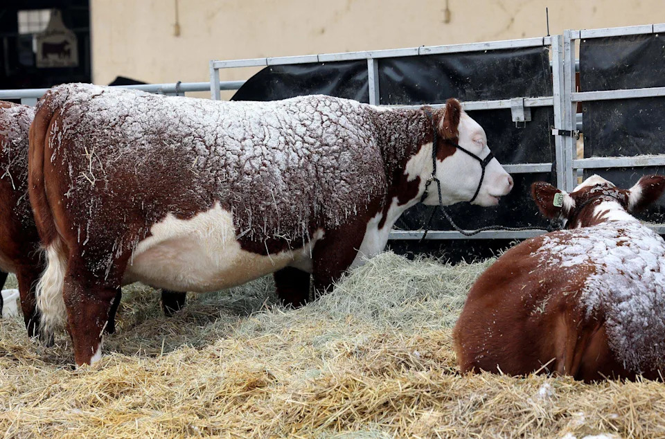 Snow clings to the hide of cattle at the Fort Worth Stock Show & Rodeo on Sunday, Jan. 25, 2026, in Fort Worth. The stock show continued despite the winter weather. Communications director Matt Brockman encouraged folks coming to the show to bundle up and travel safe if they plan on coming this weekend