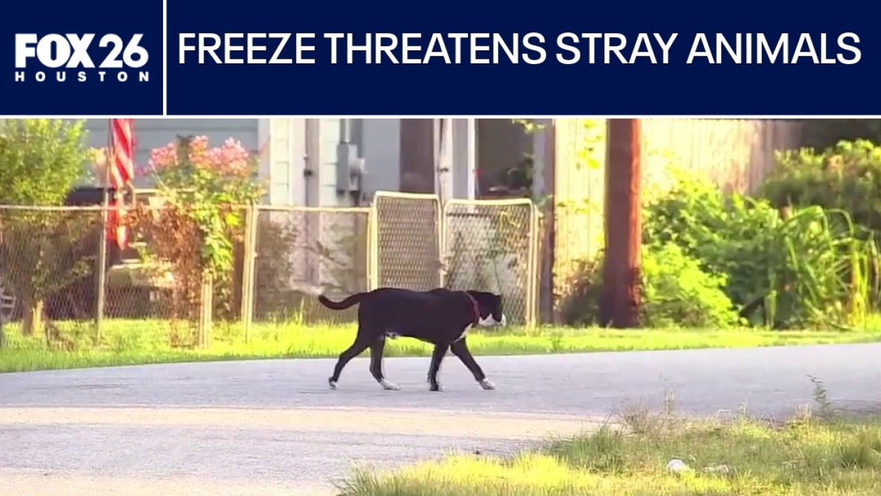 Freeze threatens Houston's stray animals