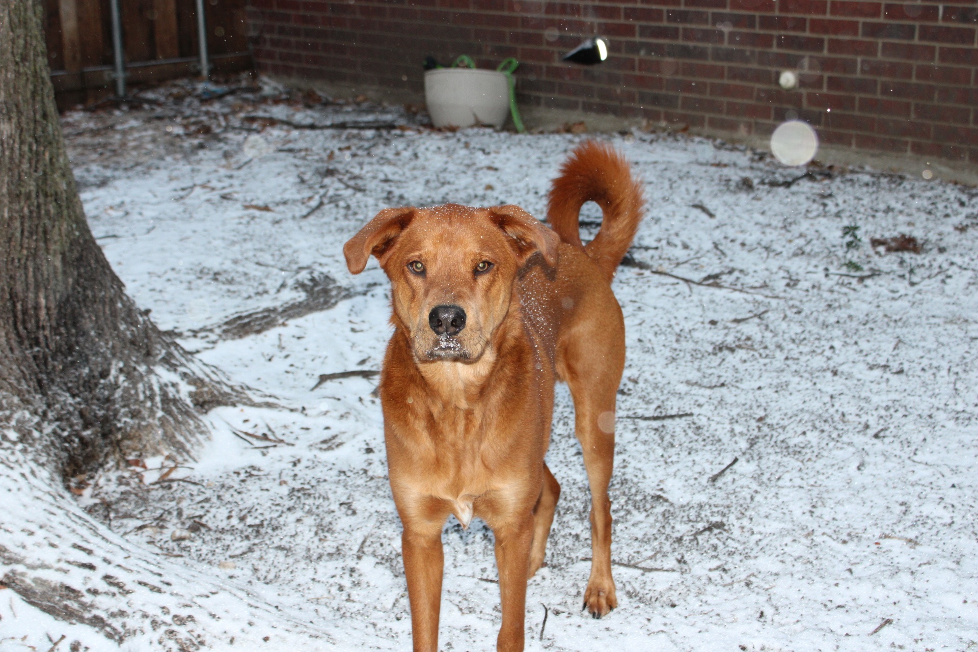 Charlie enjoying the snow.