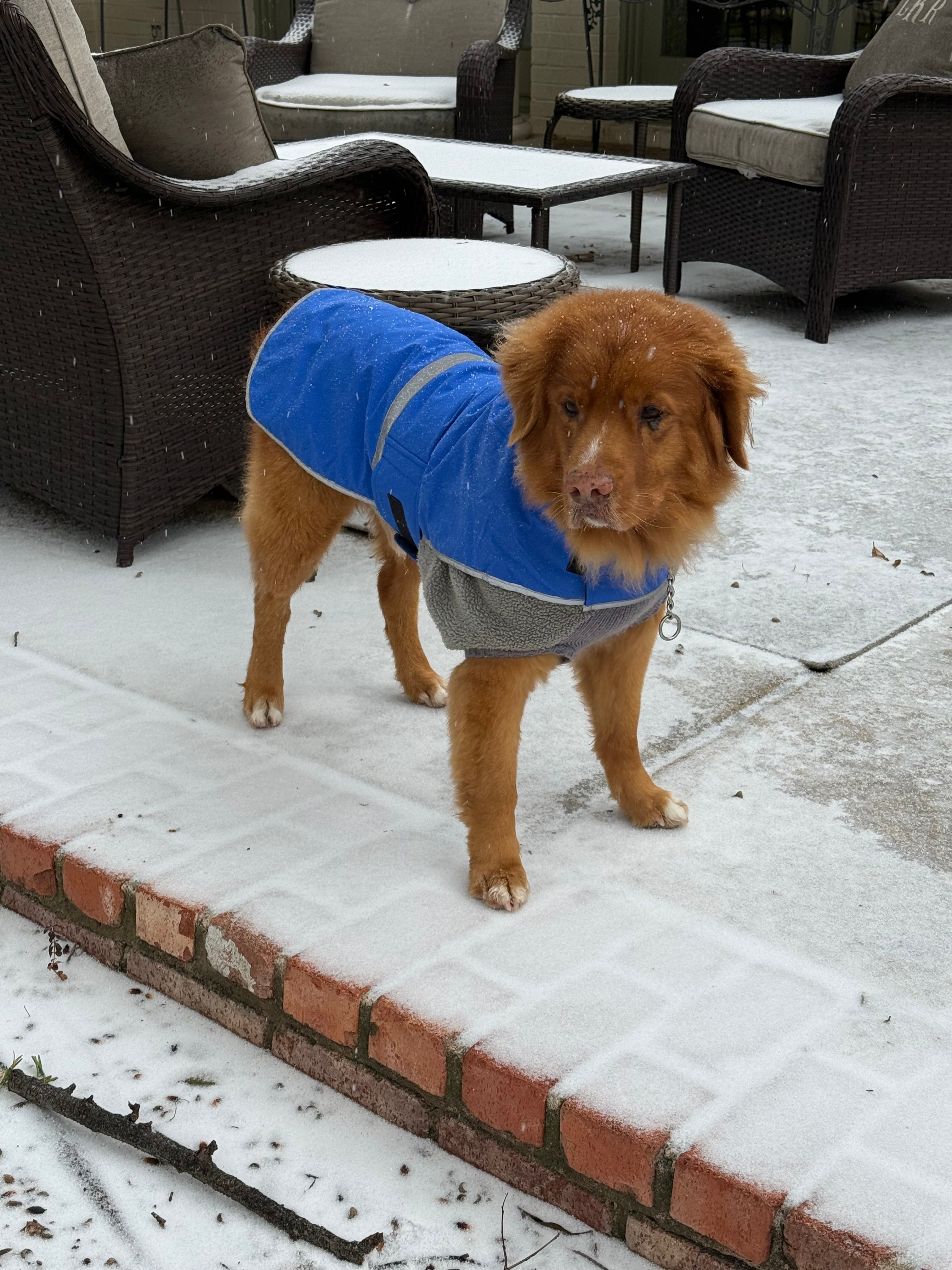Jefe, a duck tolling retriever, loves the snow!