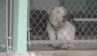 Austin Pets Alive! seeks urgent fosters for 75 animals in preparation for Arctic cold front