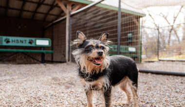 Warm and fuzzy: How Tarrant County pet owners can ensure their animals are safe this weekend