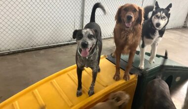 City of El Paso tightens dog rules, area restaurants make James Beard semis list