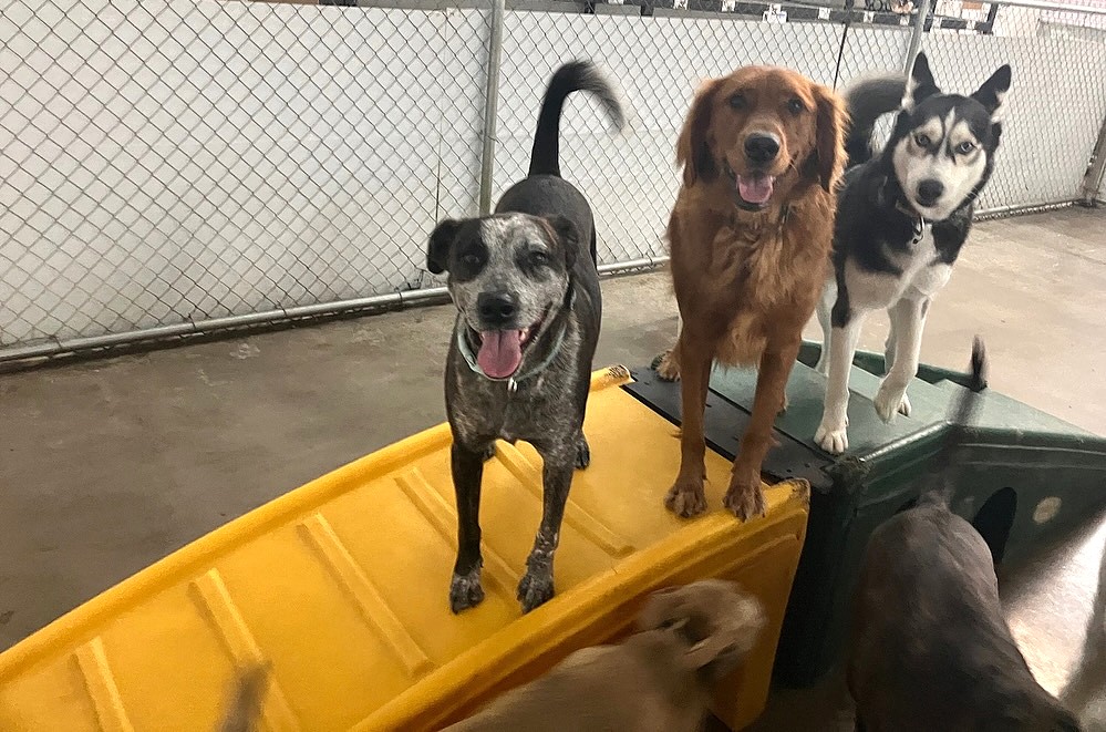 City of El Paso tightens dog rules, area restaurants make James Beard semis list