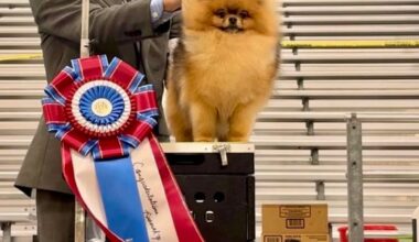Corpus Christi Kennel Club, Inc. – Thursday, January 8, 2026