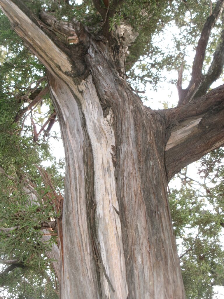 Small songbirds with bright yellow faces descend upon mature canopies of ashe juniper trees. Credit: Arcelia Martin/Inside Climate News