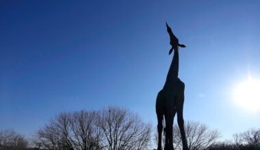 What’s the story behind Dallas Zoo’s iconic giraffe statue? Curious Texas has the tale