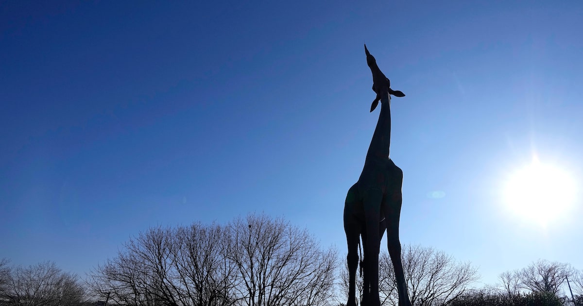 What’s the story behind Dallas Zoo’s iconic giraffe statue? Curious Texas has the tale
