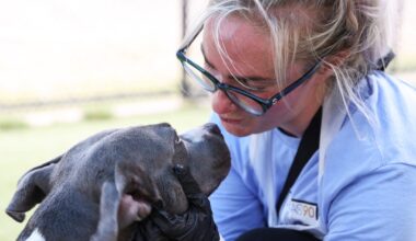 Dallas received hundreds of complaints about animals outside during freezing temperatures