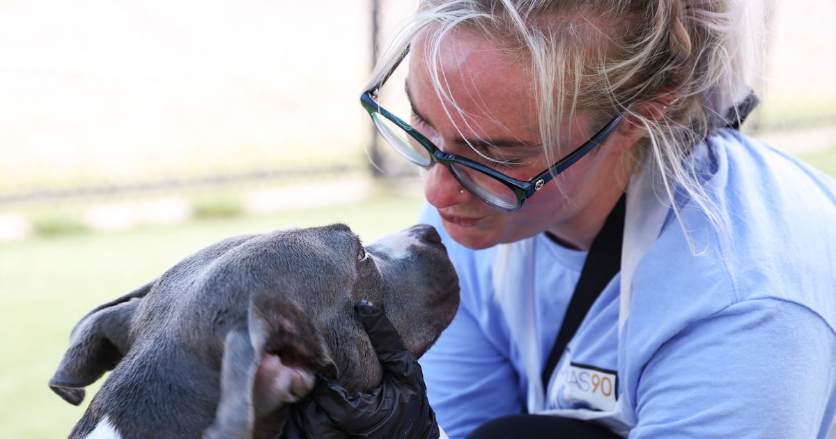 Dallas received hundreds of complaints about animals outside during freezing temperatures