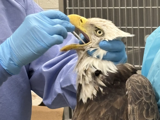 Bald eagle rescued from Gila, receiving veterinary care at El Paso Zoo