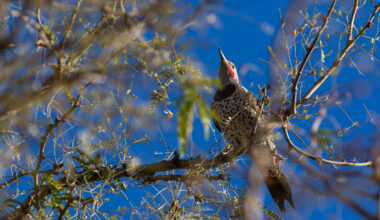 How to start bird-watching: El Paso birding tours, free resources