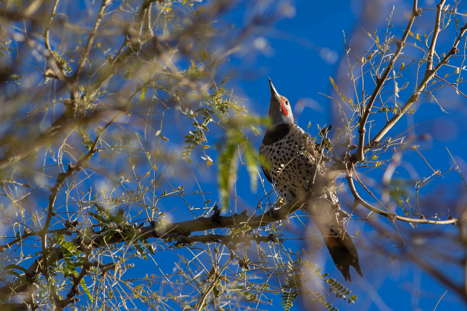 How to start bird-watching: El Paso birding tours, free resources