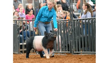 WISD ag students rack up honors at county show