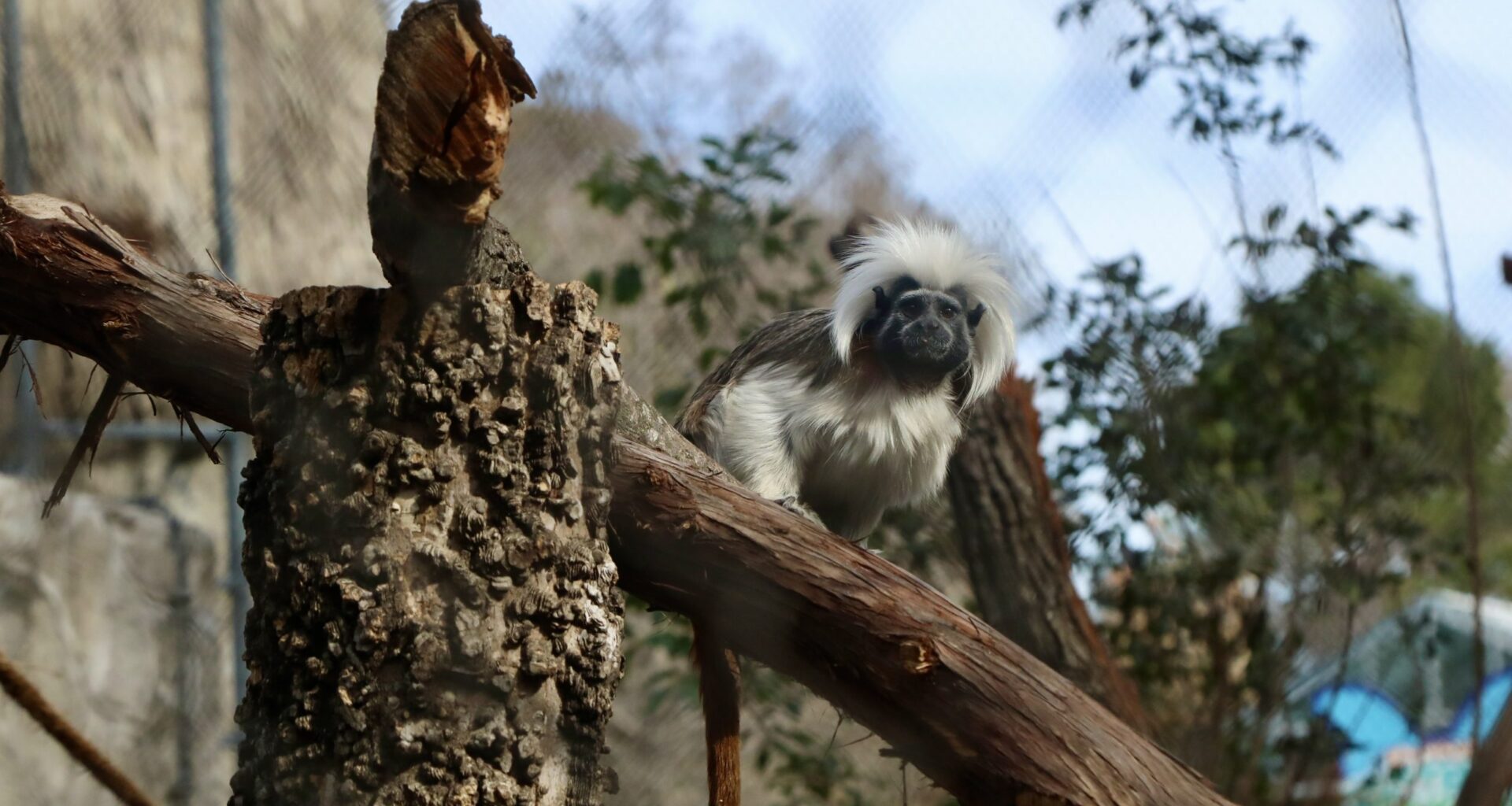 Zoo ends era of encaging primates with habitat upgrades
