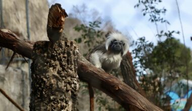 Zoo ends era of encaging primates with habitat upgrades