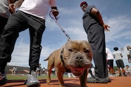 Dallas Cowboys linebacker Micah Parsons (left) walked with his dog, Scrap, an American...